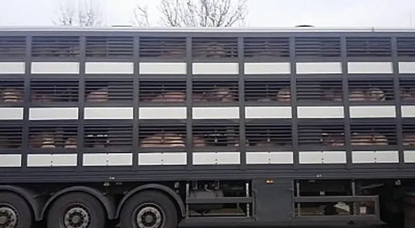 Acţiuni la frontieră pentru prevenirea pestei porcine