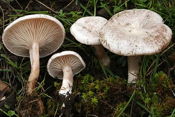 Giurgiuveni, mâncaţi ciuperci culese din pădure? Mare grijă la alegerea lor