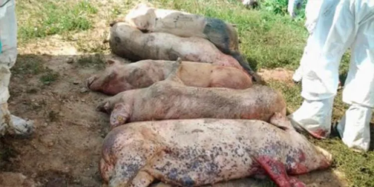 Guvernanţii, somaţi să plătească daune pentru pesta porcină