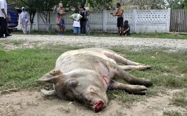 Noi cazuri de pestă porcină africană în județul Giurgiu. Se vor ucide preventiv porcii din două localități!