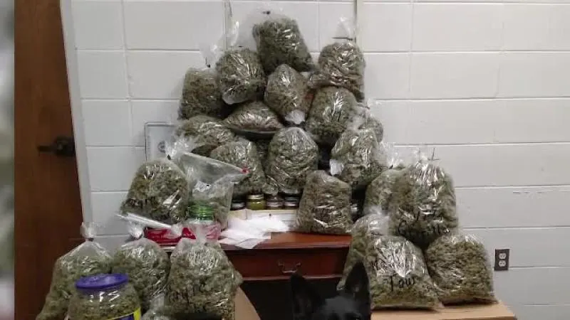 Zece kilograme de cannabis, confiscate la Călugăreni