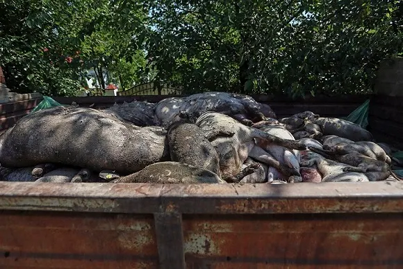 Giurgiu, al 12-lea județ cu focare de pestă porcină africană. Cum au acționat autoritățile sanitar-veterinare