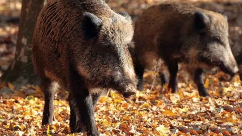 Se trece la vânarea porcilor mistreți pentru a stopa extinderea pestei porcine