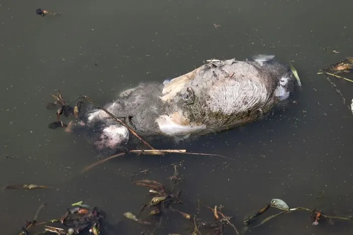 IMAGINI revoltătoare. La Bolintin Vale, cadavrul unui porc aruncat pe albia râului Argeș