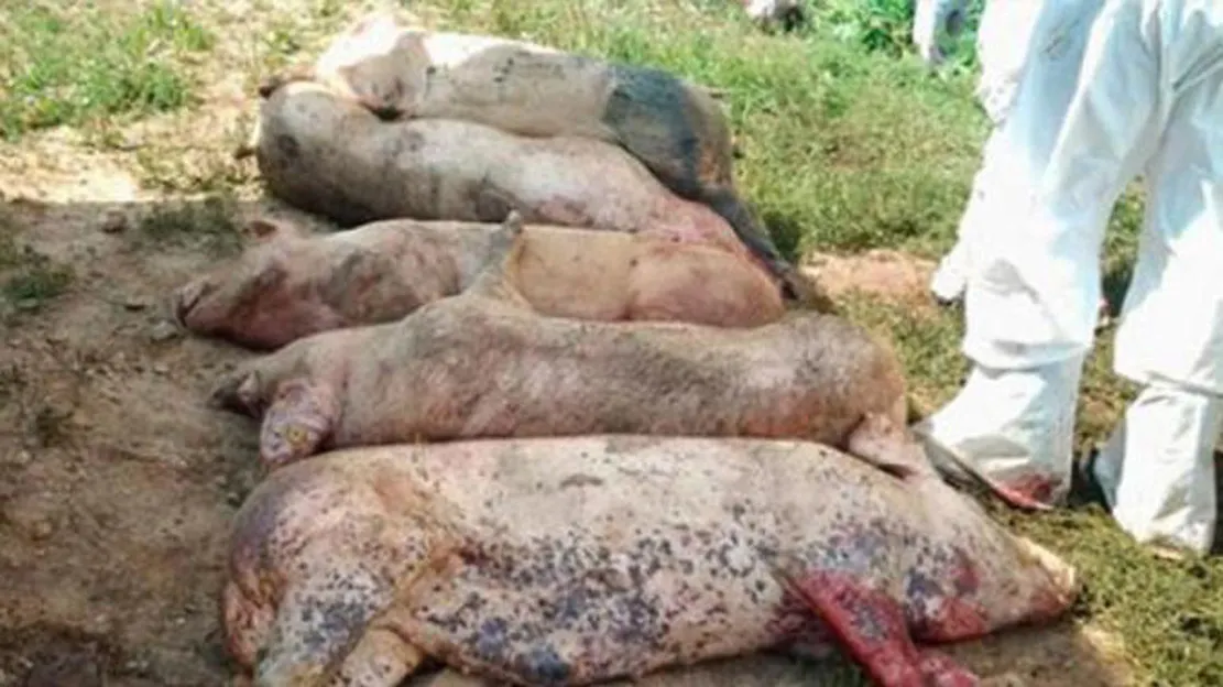 Giurgiu, afectat serios de pesta porcină africană. Încă două focare confirmate la Călugăreni și Uzunu