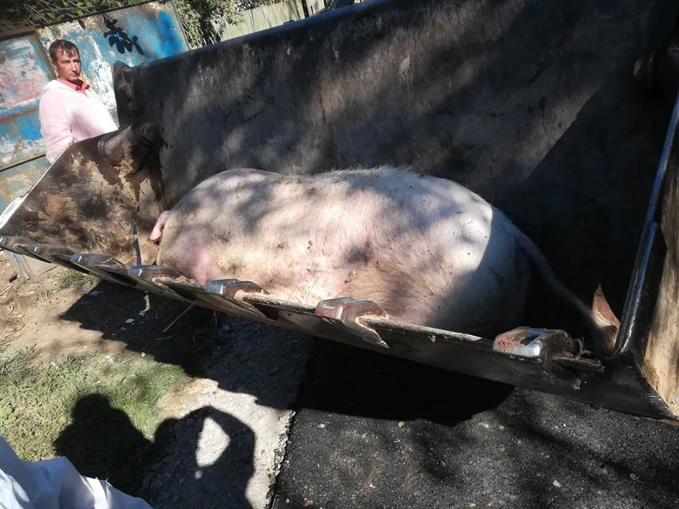 Unde vor fi îngropate animalele ce vor fi ucise la Comana