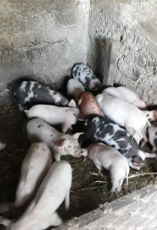 Pesta porcină se extinde. A fost confirmată în alte localităţi din județul Giurgiu