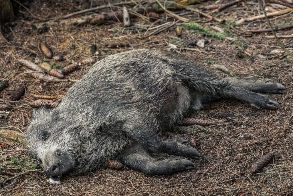 Alertă! Porc mistreț găsit mort în pădurea Comana