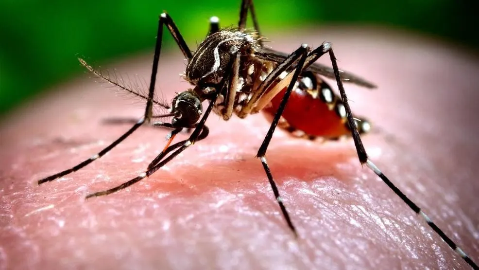 Noi cazuri de îmbolnăviri și zeci de morți cu virusul West-Nile. Vezi situația la Giurgiu