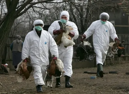 Alertă ANSVSA! Focare de gripă aviară descoperite în Bulgaria