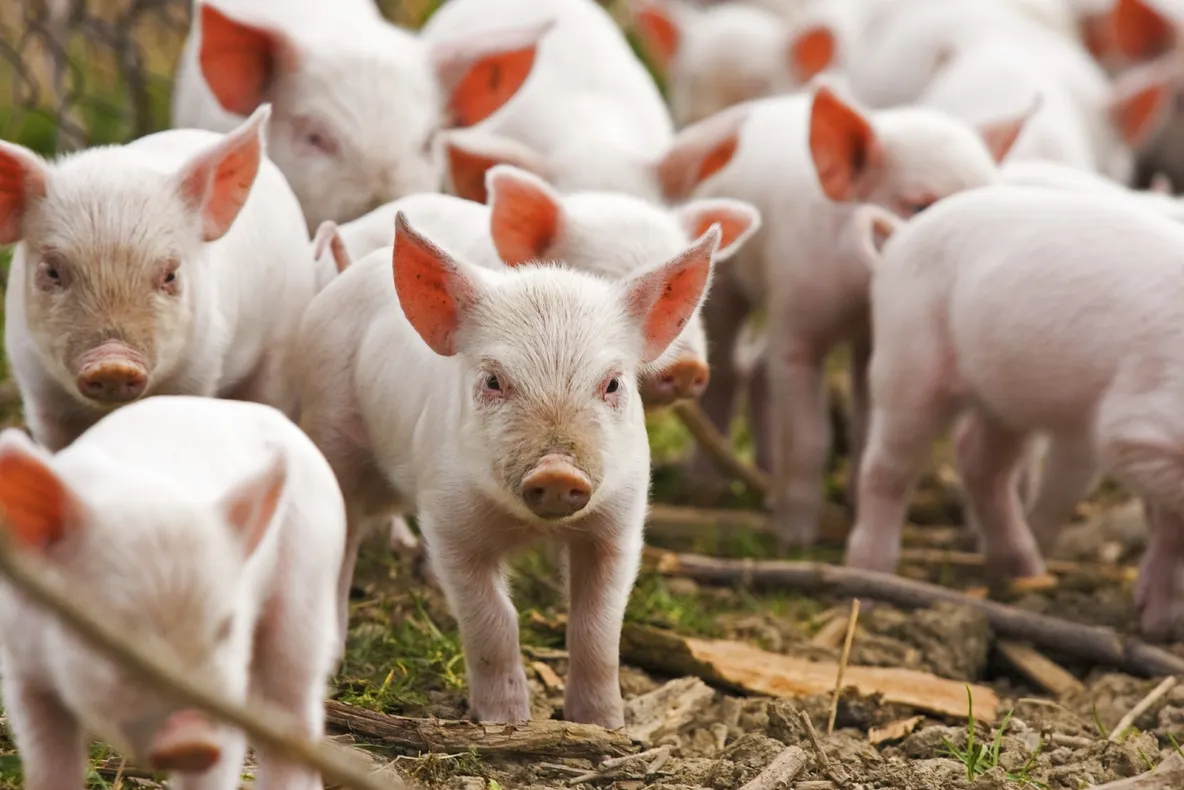 Un nou focar de pestă porcină africană! Autoritățile, în alertă