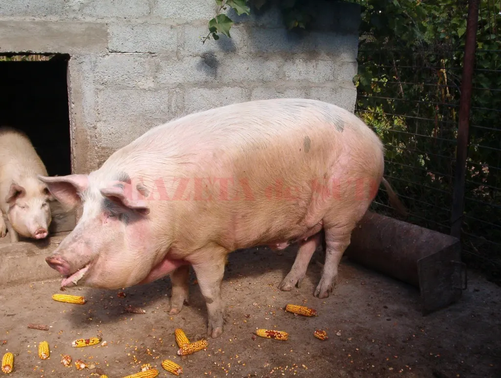 Încă două focare de pestă porcină africană confirmate în județul Giurgiu