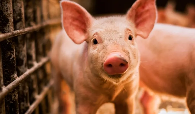 Vezi situația pestei porcine în Giurgiu și în țară!