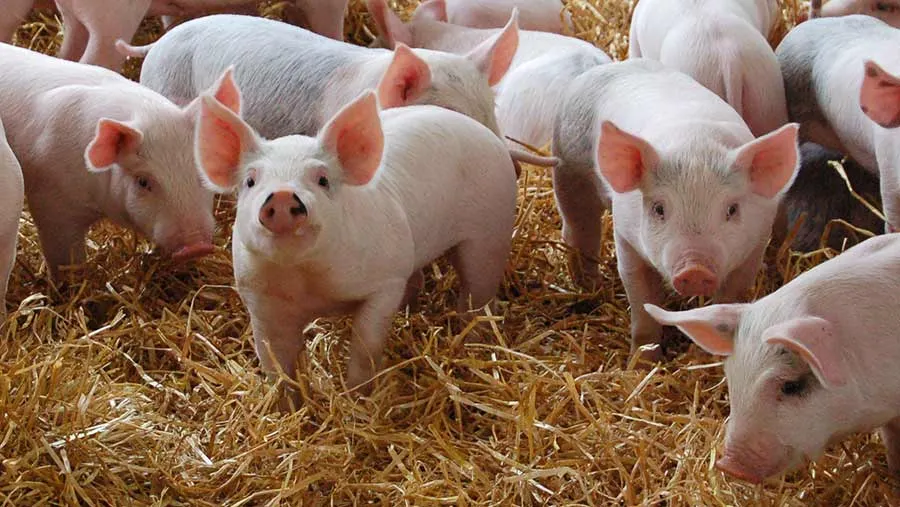 Au sosit banii pentru despăgubirea crescătorilor de porci din Mihai Bravu