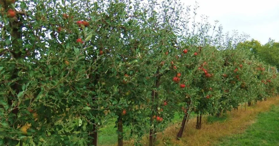 Fermierii giurgiuveni pot accesa bani europeni pentru înfiinţarea de livezi