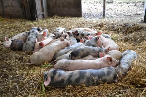 Câte focare de pestă porcină africană sunt în județul Giurgiu