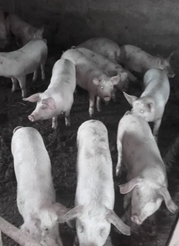 Locuitorii din zeci de localități din județul Giurgiu nu pot crește nici porci santinelă. De ce, citiți aici