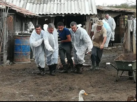 Alertă! Încă două focare de pestă porcină africană în județul Giurgiu