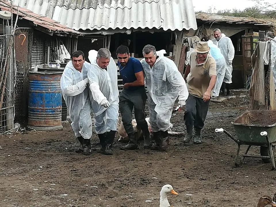 Alertă! Pesta porcină africană face ravagii, chiar și în municipiul Giurgiu!