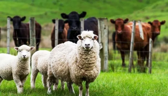 În atenția crescătorilor de animale din județul Giurgiu APIA efectuează plățile