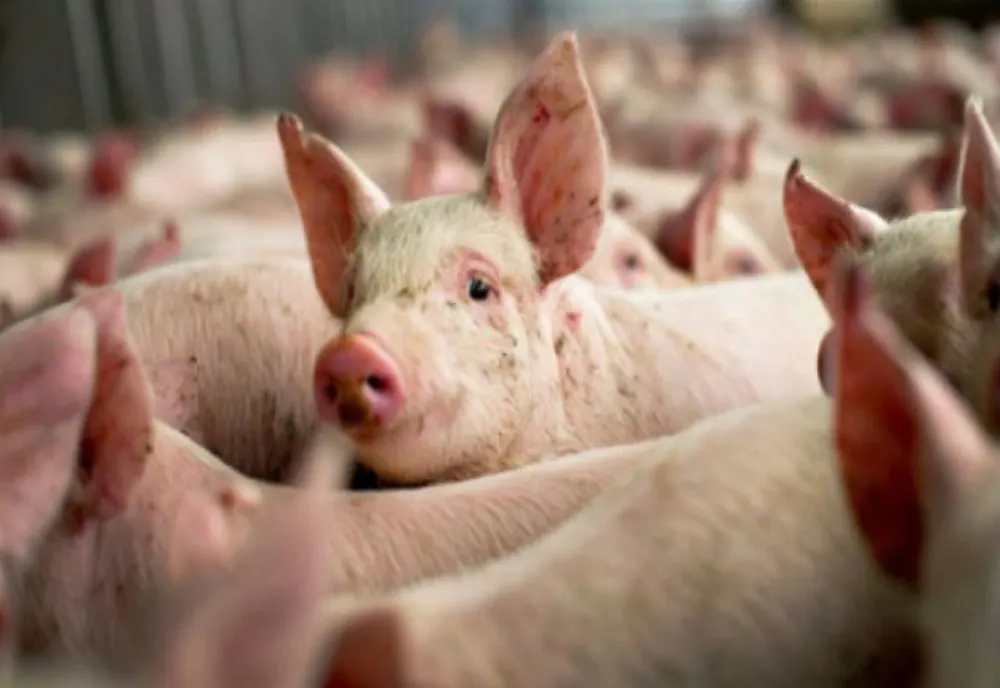 Inspectorii DSVSA au închis încă 18 focare de pestă porcină în județul Giurgiu