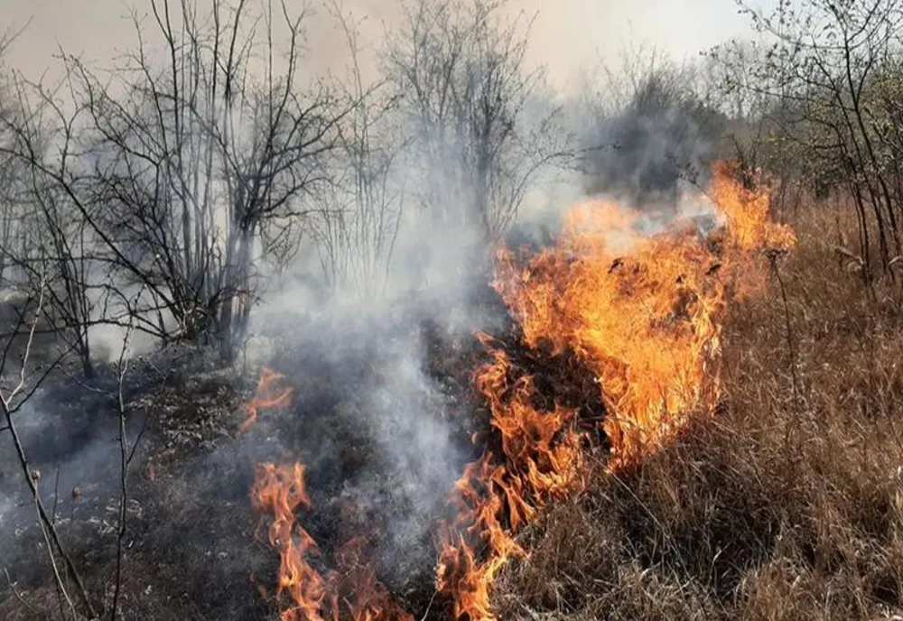 Peste 50 ha de vegetație, mistuite de flăcări 