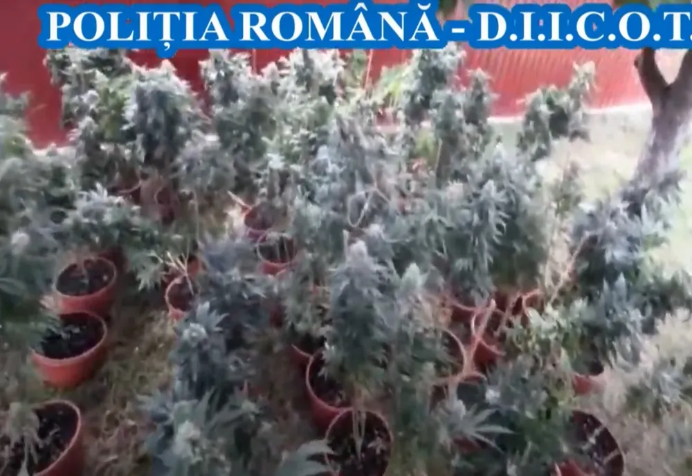 Patru bărbați din județul Giurgiu, printre care și un pompier, reținuți pentru 24 de ore pentru trafic de droguri 