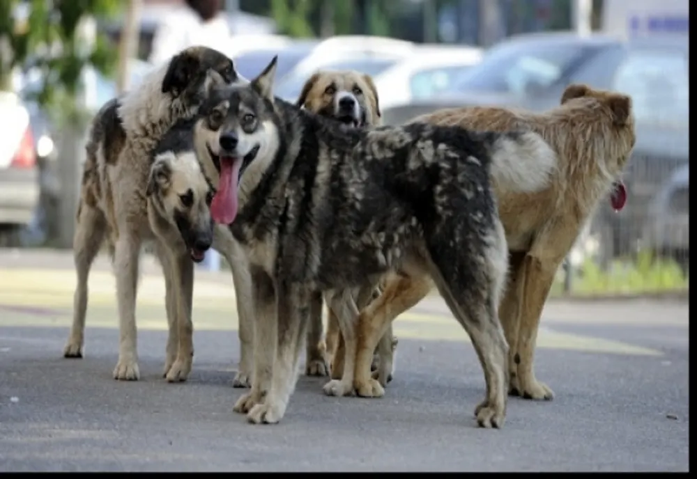 Se înființează Poliția Animalelor. Autoritățile pot acționa fără mandat dacă un animal este torturat 