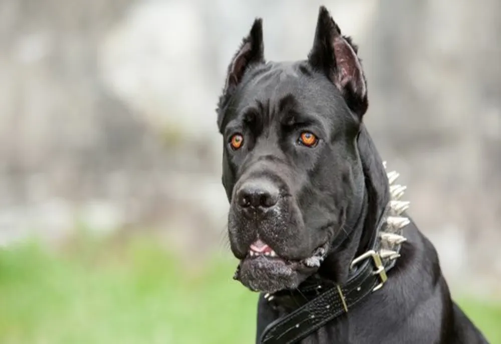 O bătrână din Prundu a murit după ce a fost atacată de câinii fiului său