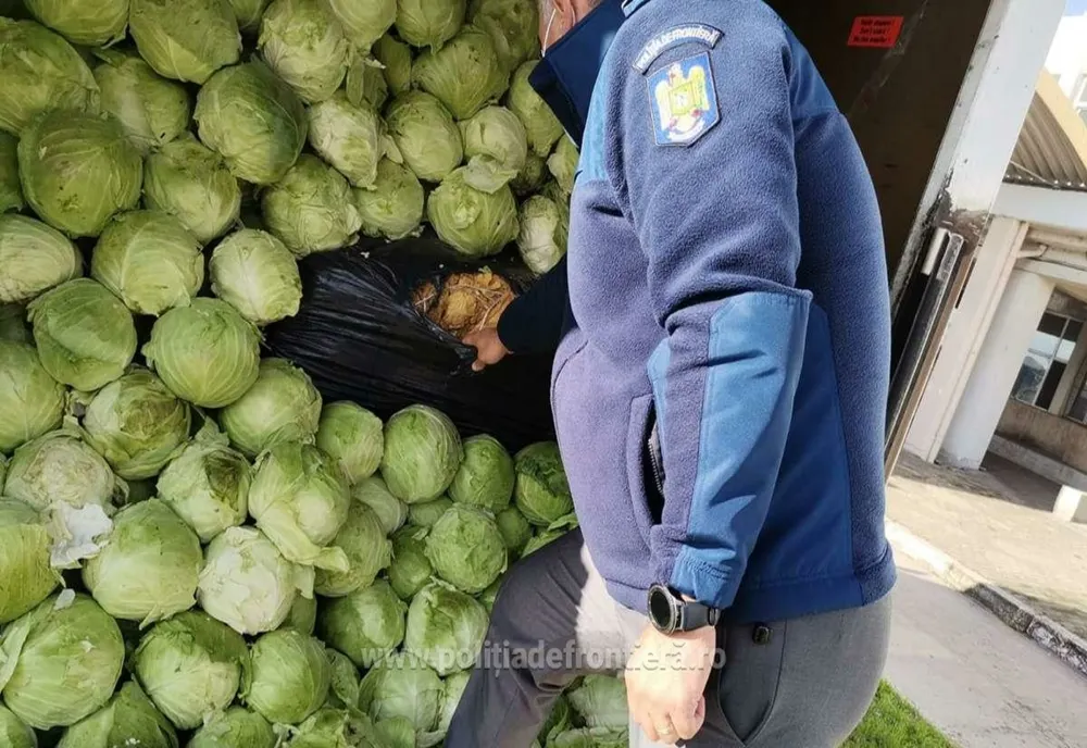 Aproximativ 9 tone de tutun vrac,  descoperite ascunse printre varză şi peleţi în Vama Giurgiu