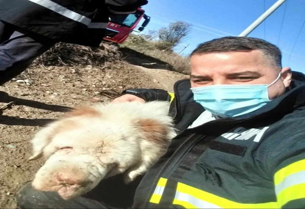 Câine Saint-Bernard, salvat dintr-un lac de pompierii din cadrul ISU Giurgiu
