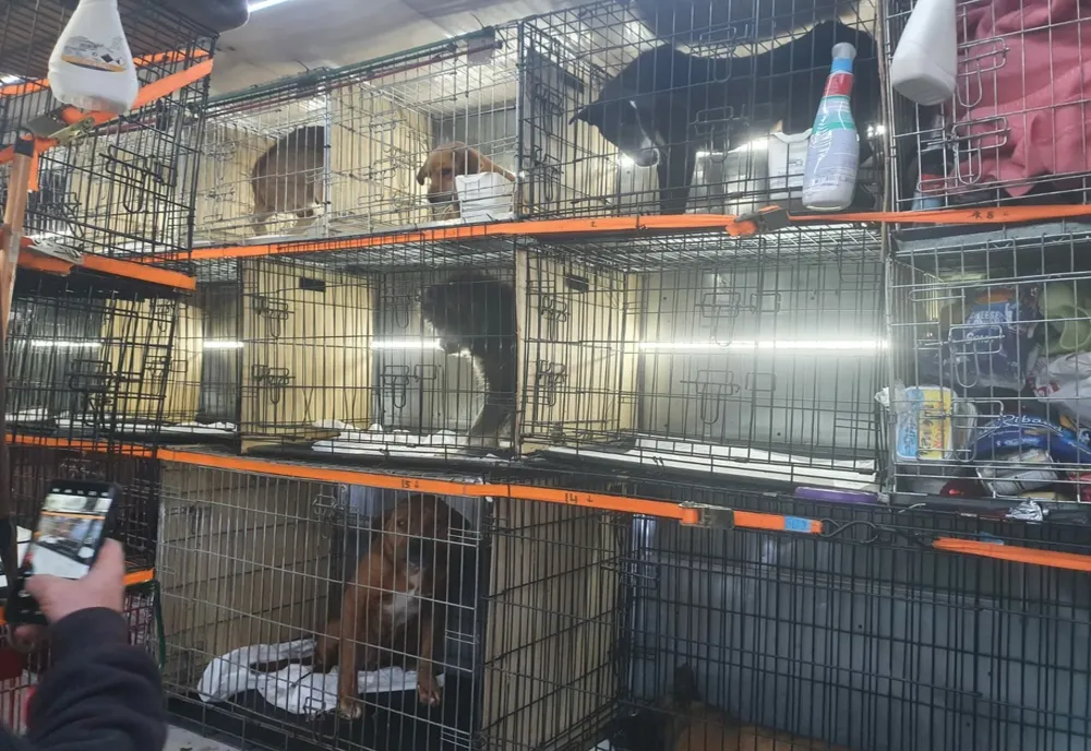 150 de câini răniți și schingiuiți, ridicați de la domiciliul unui bărbat din Izvoru 
