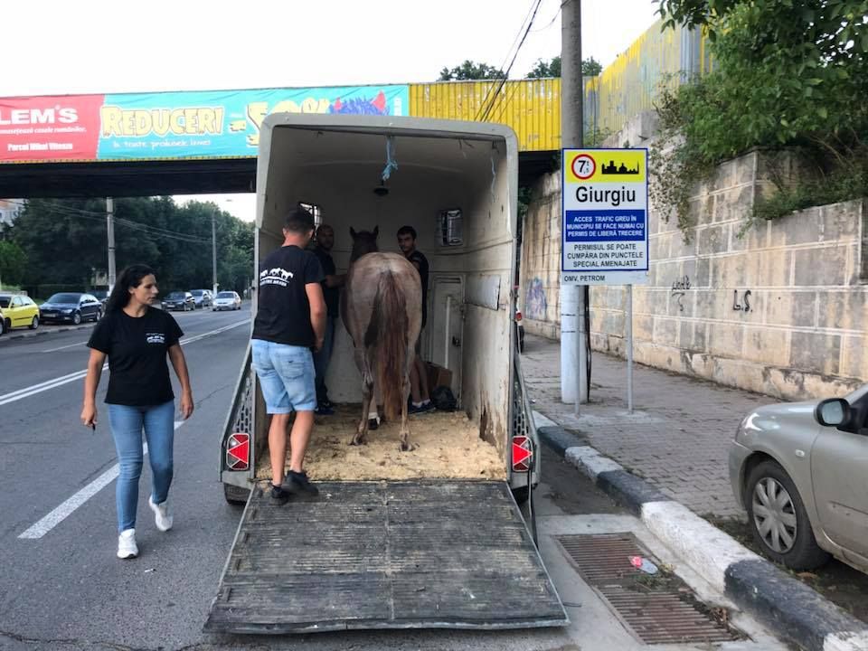 Caii accidentați, salvați de Save the Horses Romania