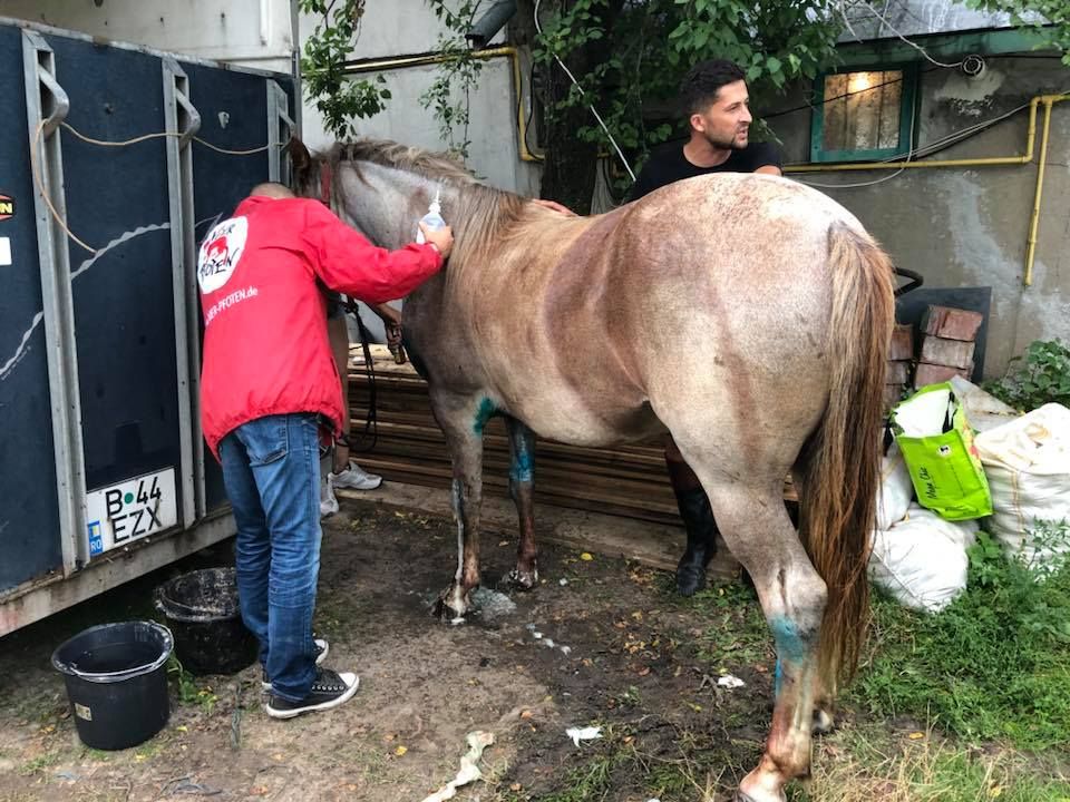 Ce s-a întâmplat cu unul dintre caii răniți în accidentul de la pasarelă