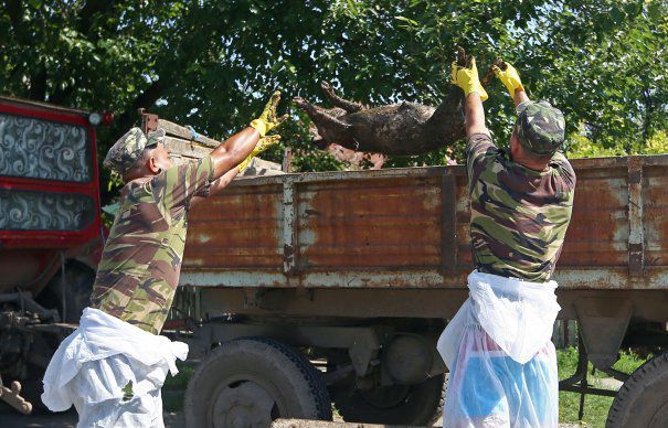 ANSVSA anunță peste 700 de focare de pestă porcină africană în 10 judeţe. Giurgiu nu e pe listă