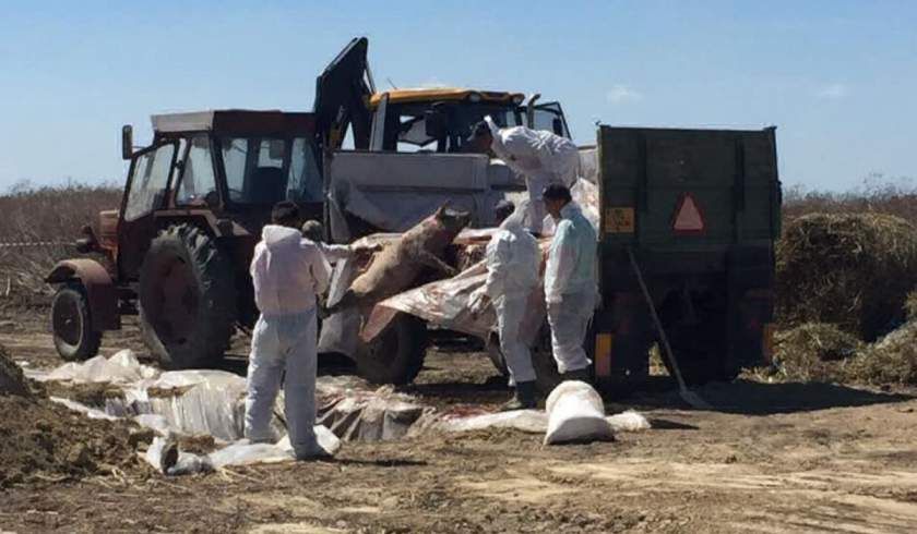 Primarii din județul Giurgiu, notificați să identifice terenuri pentru gropi în care să fie incinerați porcii