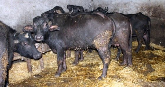 Creșterea bivolițelor, o tradiție la Hulubești. Aici se produce cea mai bună brânză