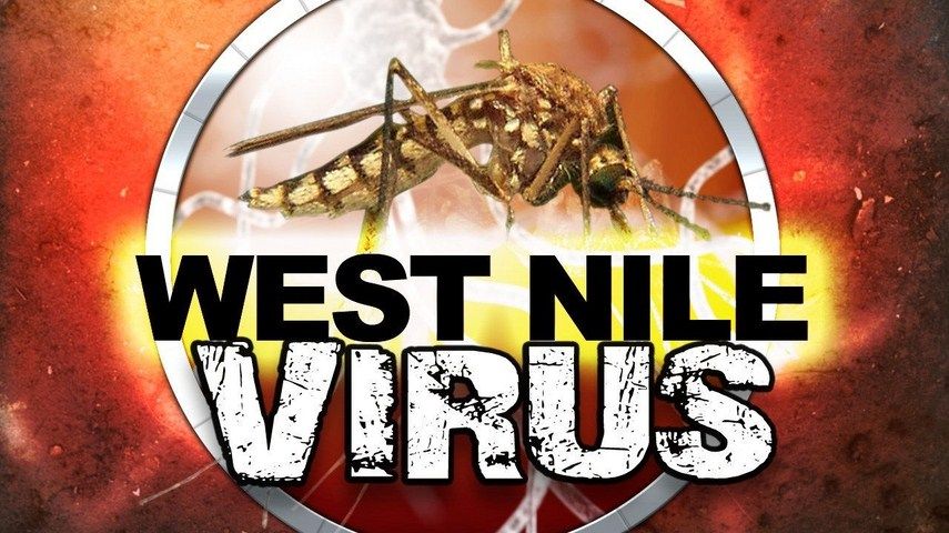 A fost confirmat primul caz de West Nile în Giurgiu