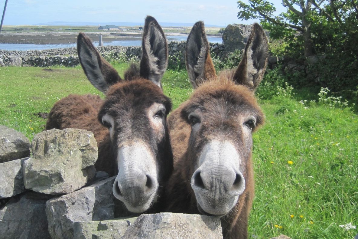 Au furat măgarii din curțile oamenilor și i-au vândut