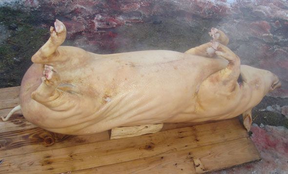 De teama pestei porcine, țăranii din Giurgiu își taie porcii din bătătură