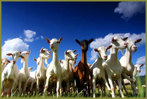 Premieră: un club de fotbal a vândut 18 jucători, să cumpere capre!