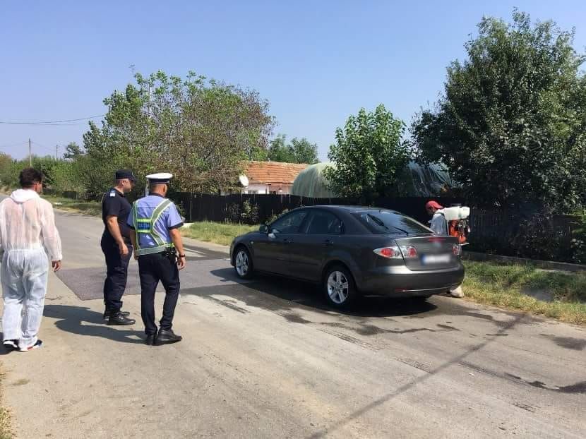 Cu pulpa de mistreț în portbagaj, în focarul de pestă porcină de la Brăniștari