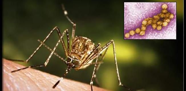 WEST NILE: 237 de cazuri și 30 de decese! Vezi județul Giurgiu!