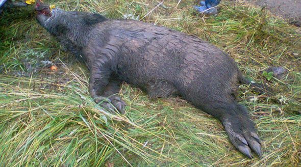 Giurgiu, lovit din nou de pesta porcină africană