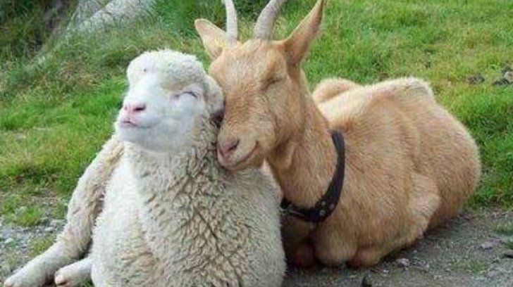 După pesta porcină, ANSVSA ia măsuri de prevenție împotriva pestei ovinelor