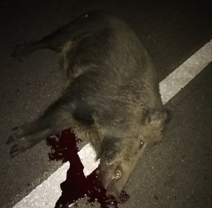 Porc mistreț, găsit mort pe DN 5, la Bibița