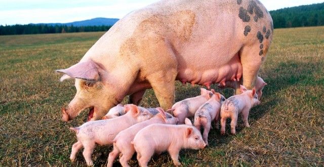 Zi decisivă pentru focarul de pestă porcină africană din Brăniștari