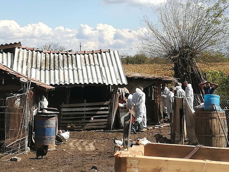 Bilanţ îngrijorător pentru pesta porcină africană: 43 de focare şi 12 suspiciuni, în judeţul Giurgiu