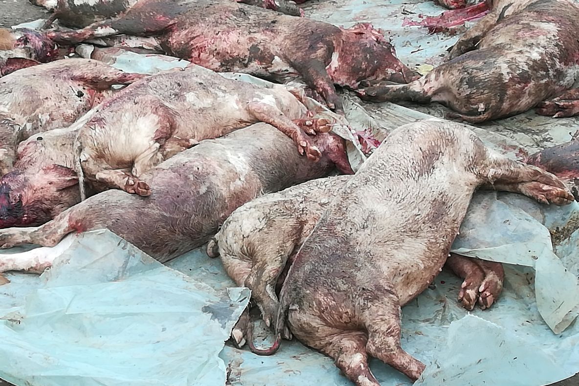 Alertă! Noi focare de pestă porcină în județul Giurgiu