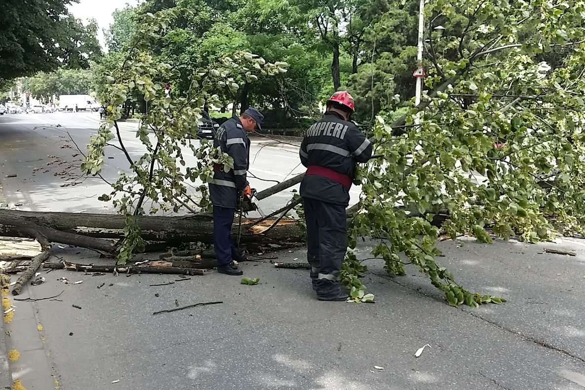 Copaci căzuți pe carosabil și acoperișuri afectate de vântul puternic, la Giurgiu